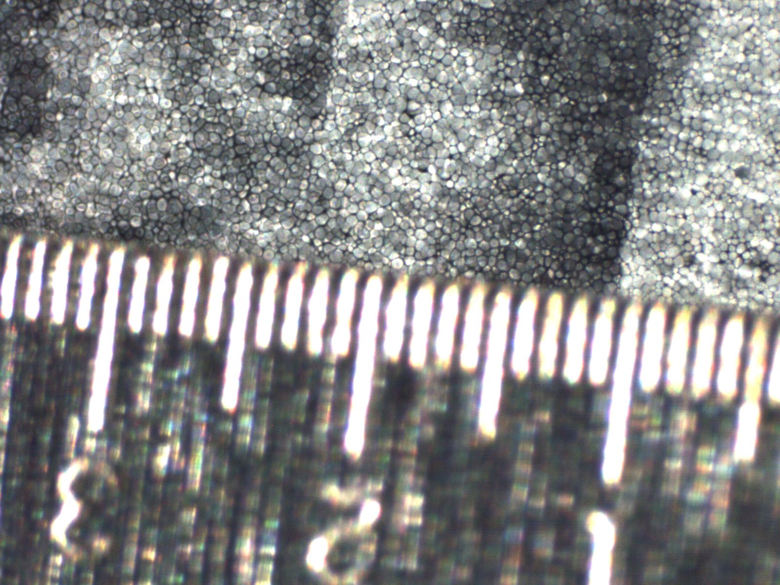 Microscope image of e-ink capsules next to a ruler with 0.1 mm divisions